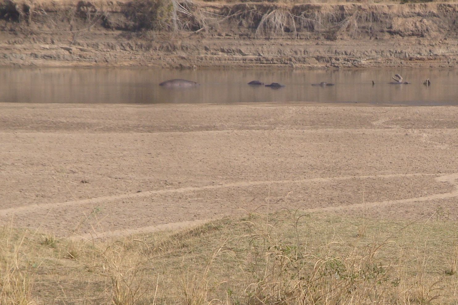 HIppos come out of the water at night to feed. To protect their delicate feet they stay on the same tracks.