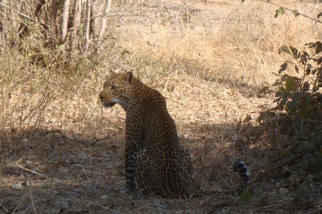 There are better photos on the official website, but to see a real leopard in the wild is something else.