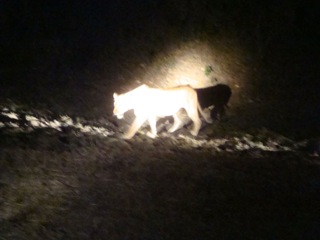 One by one the pride of five lions walked into the light cast by the tourist spot lights. 